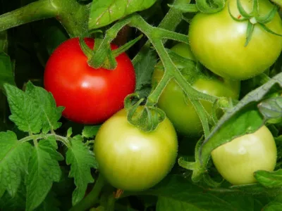 Dakota Gardener: How to ripen tomatoes quickly